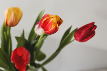  A bouquet of beautiful yellow and red tulips close-up
