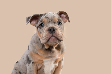 Portrait of a cute old english bulldog puppy looking at the camera on a cream white background