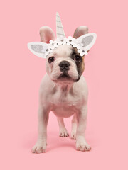 Cute standing french bulldog puppy wearing a unicorn diadem seen from the front facing the camera on a pink background © Elles Rijsdijk