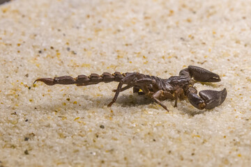 wild scorpion in the zoo