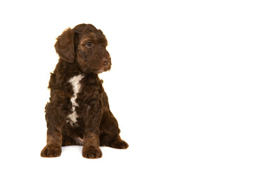 Cute brown labradoodle puppy sitting isolated on a white background looking away at the right with space for copy