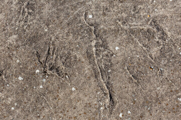 Old Rough Concrete Wall Texture