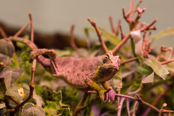 wild iguana in the zoo