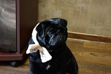 Black pug with white bow sits on the floor in the room. 