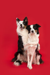 Two border collie dogs holding each other while sitting on a red background