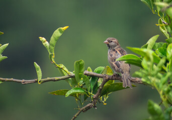 sparrow on a branch