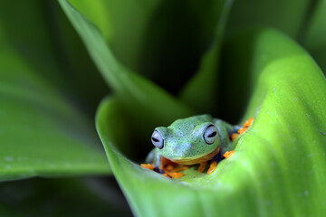 Black-webbed tree frog on a leaf