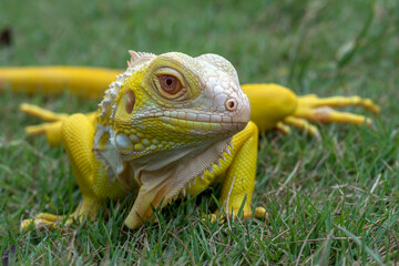 Yellow albino iguana on the grass
