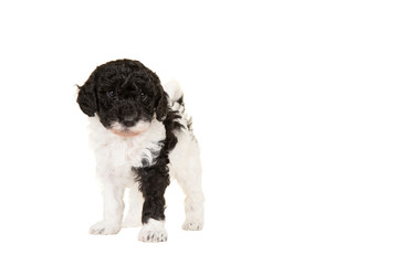 Cute black and white labradoodle puppy standing isolated on a white background looking at the camera, with space for copy