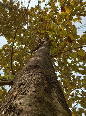 tree in the forest
