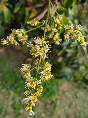 flowers in the garden