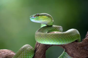 White-lipped island pit viper in dark background