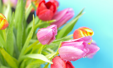 Fototapeta premium water drops on colored bouquet of fresh tulip
