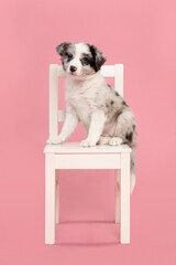 Cute blue merle border collie puppy sitting on a white wooden chair on a pink background looking at the camera