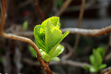 Fototapeta premium shoots growing on a hydrangea, a sprout of hydrangea