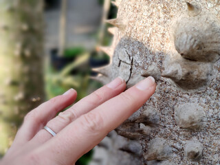 palm thorn spike close up detail