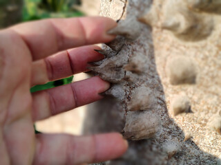 palm thorn spike close up detail