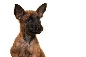 Portrait of a belgian shepherd or Malinois dog puppy looking away isolated on a white background