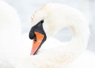 Close up portrait of a swan surrounded in white