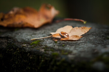 Gold wedding rings on a stone. Yellow leaves. Autumn