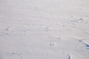 Snow Covered Field On A Sunny Day. Snow Texture Background