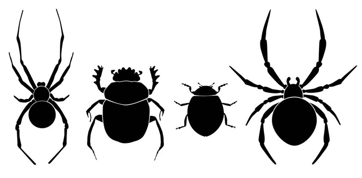 Vector collection of 4 insects silhouettes. Spider male, scarab bug, ladybug, spider female. Minimal graphic illustration.