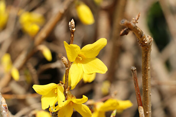 forsythia flowers blooming in spring