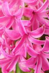 Close up of pink Hyacinth flowers as background. First spring fragrant flowering plant.