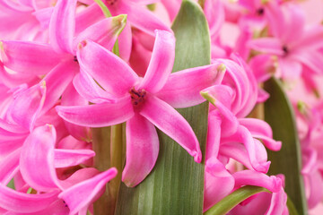 Pink Hyacinth flowers as background, close up. First spring fragrant flowering plant.