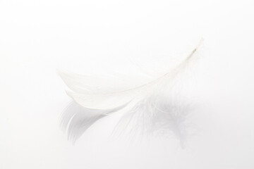 Feather falling. Nature abstract bird feather texture closeup on white background in macro photography. Glamorous sophisticated airy artistic image on soft blurred background.