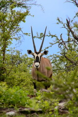 A gemsbok hiding itself in a copse of trees and shrubs to avoid detection.