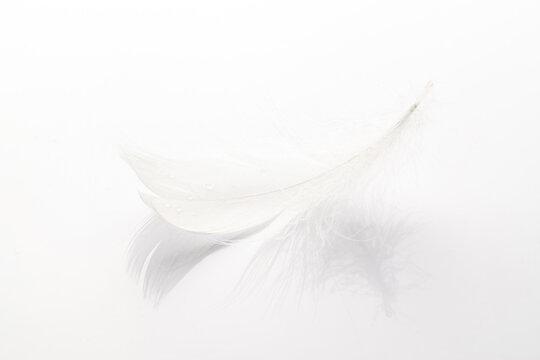 Feather falling. Nature abstract bird feather texture closeup on white background in macro photography. Glamorous sophisticated airy artistic image on soft blurred background.