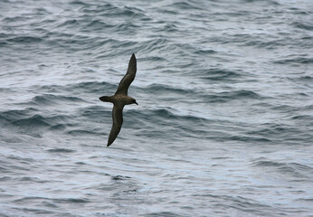 Schlegels Stormvogel, Atlantic Petrel, Pterodroma incerta