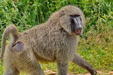 A solitary baboon looking around as it moves through an open field towards some dense grass areas.