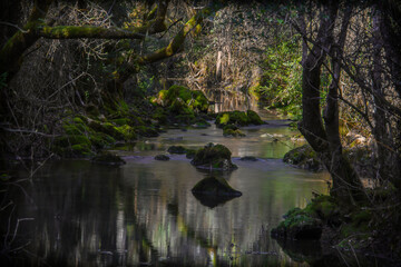 reflection in the water