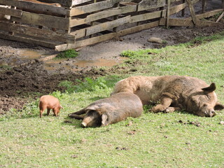 Pigs sleeping on the grass on a farm in Minas Gerais (Brazil)