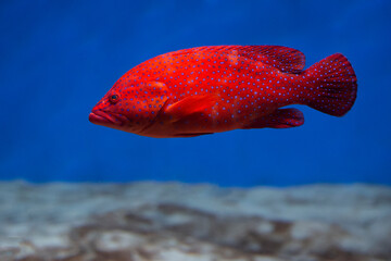 Obraz premium Coral hind grouper (Cephalopholis miniata) in the aquarium.