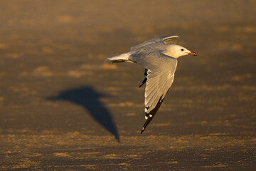 Audouins Meeuw, Audouin's Gull, Ichthyaetus audouinii