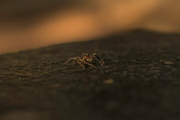 Close up of spider over stone