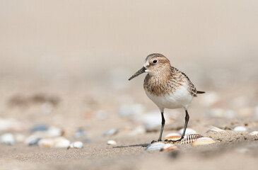 Bairds Strandloper, Bairds Sandpiper, Calidris bairdii