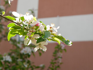 blooming of young apple flowers