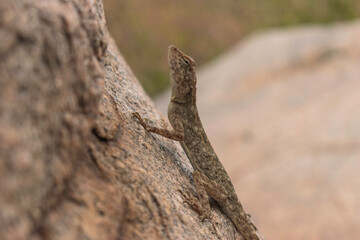Lizard Camouflage over Rocks, Hampi, India