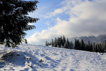 winter scene in Carpathian mountains
