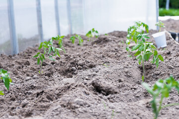 young tomato bushes in the sun