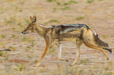 Black-backed Jackal running around the outskirts of a waterhole