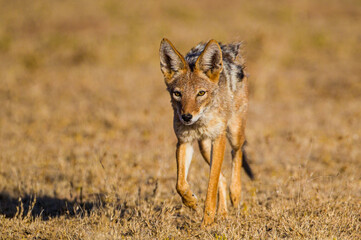 Black-backed Jackal running around the outskirts of a waterhole