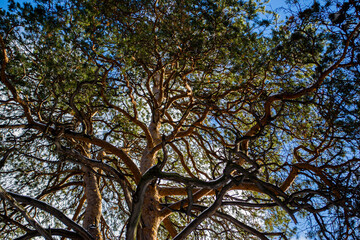 Pine branches on a clear blue sky.