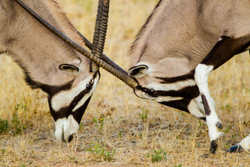 Gemsbok males sparring in preparation for the mating season.
