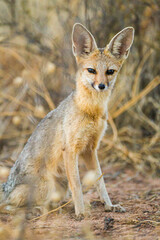 Cape Fox sitting calmly in the shade of a thorn tree