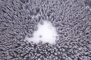 Aerial drone top down fly over winter spruce and pine forest with wooden cabin. Fir trees in...